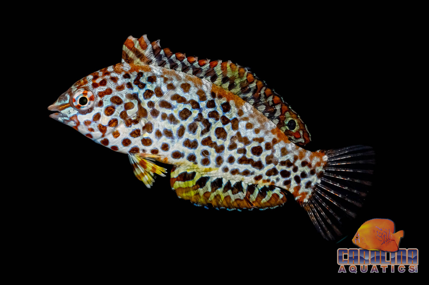 Wrasse - Leopard Green