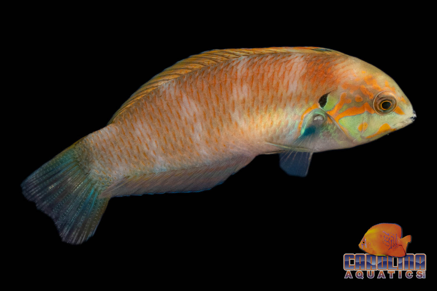 Wrasse - Leopard Moyers