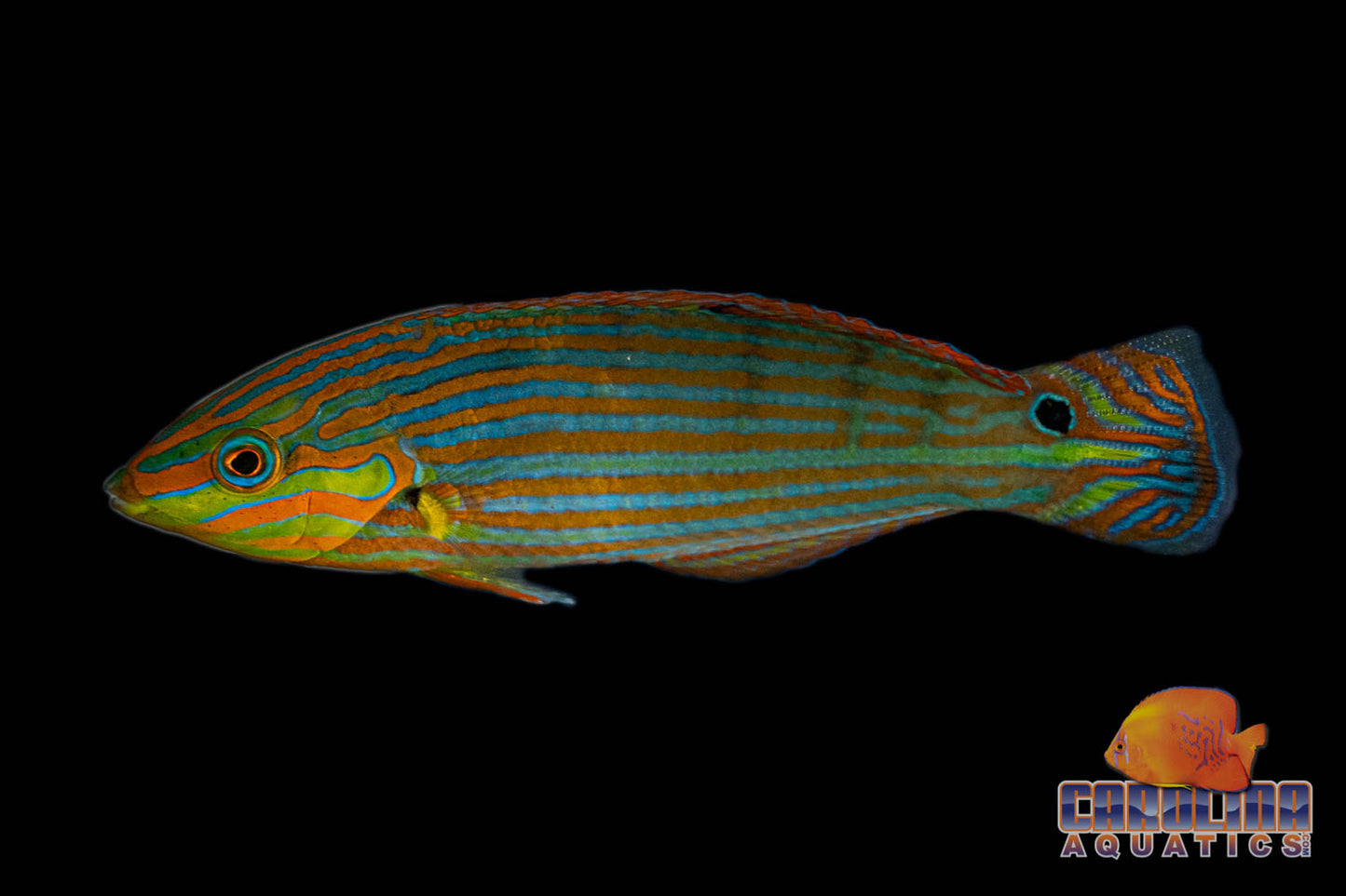 Wrasse - Melanurus