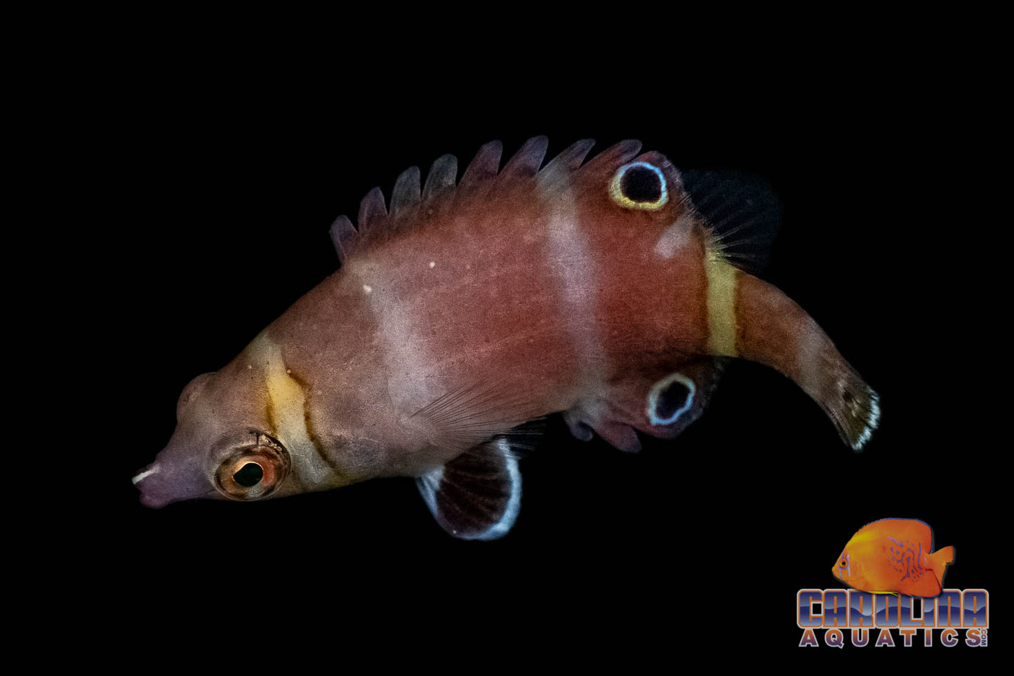 Wrasse - Possum Yellow Stripe