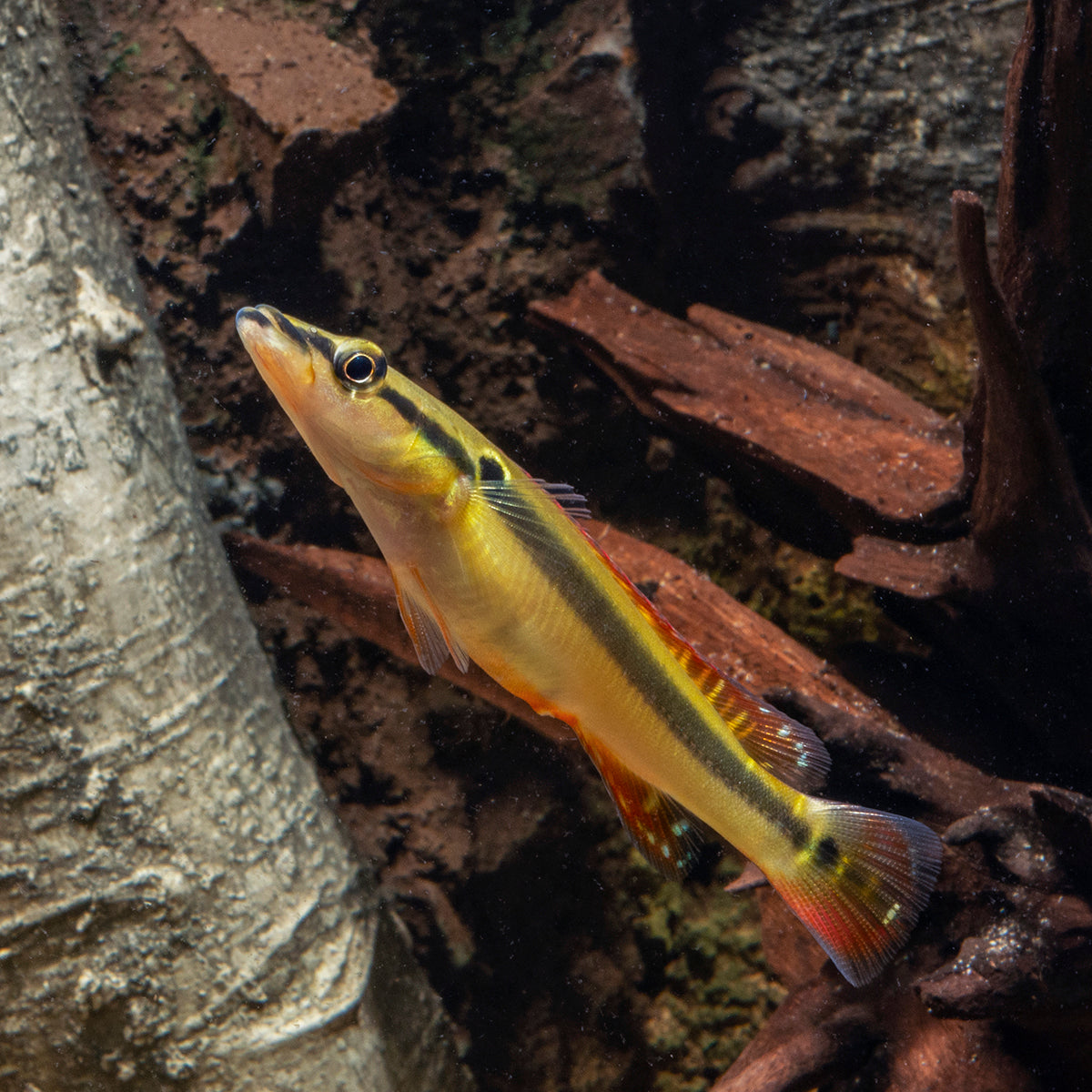 Cichlid - Pike Zebra Med 4-5in