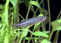 Danio - Zebra Wild