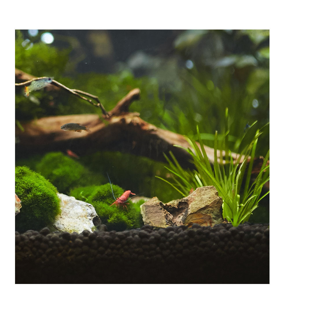 aquasolum: black humate