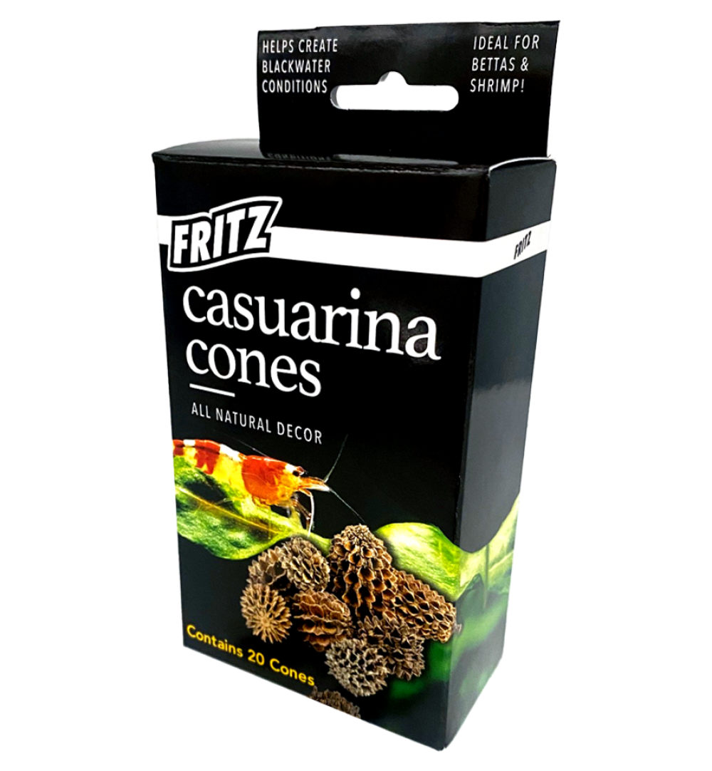 Casuarina Cones