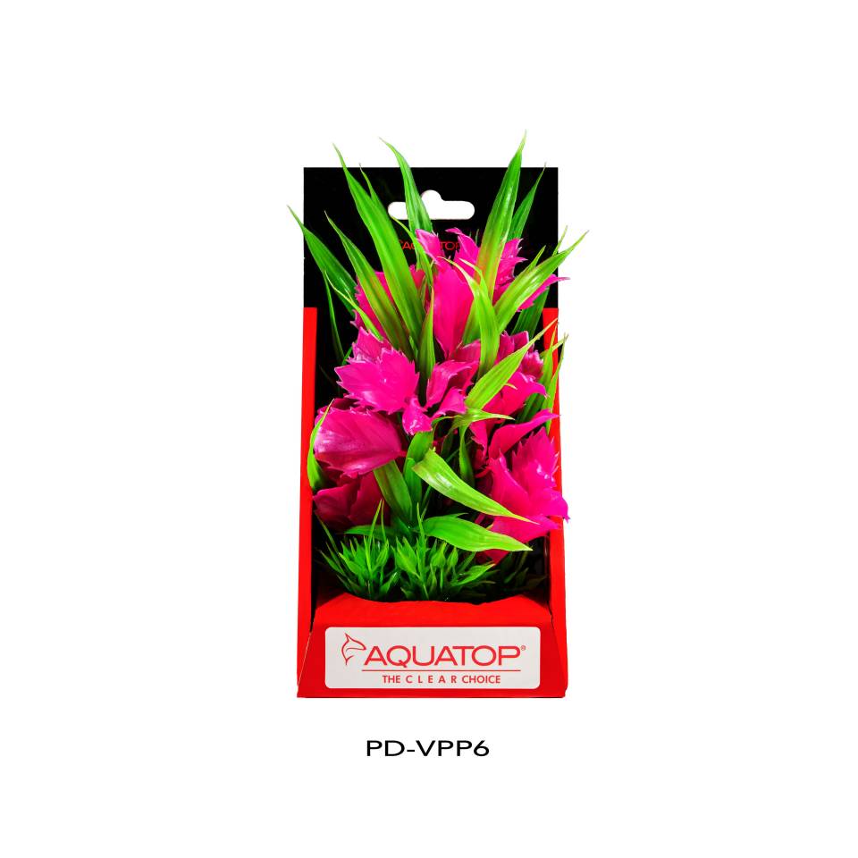 Vibrant Passion Pink Plant