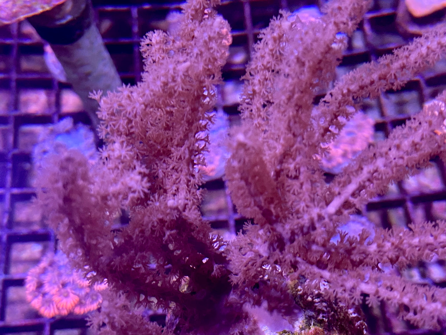 Frag - Gorgonian Purple Bush