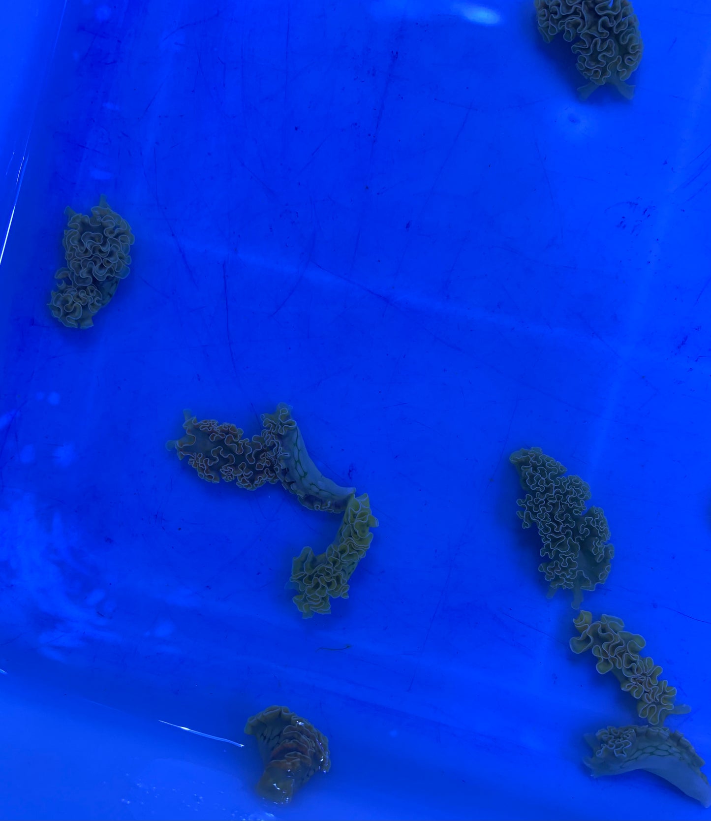 Nudibranch - Lettuce