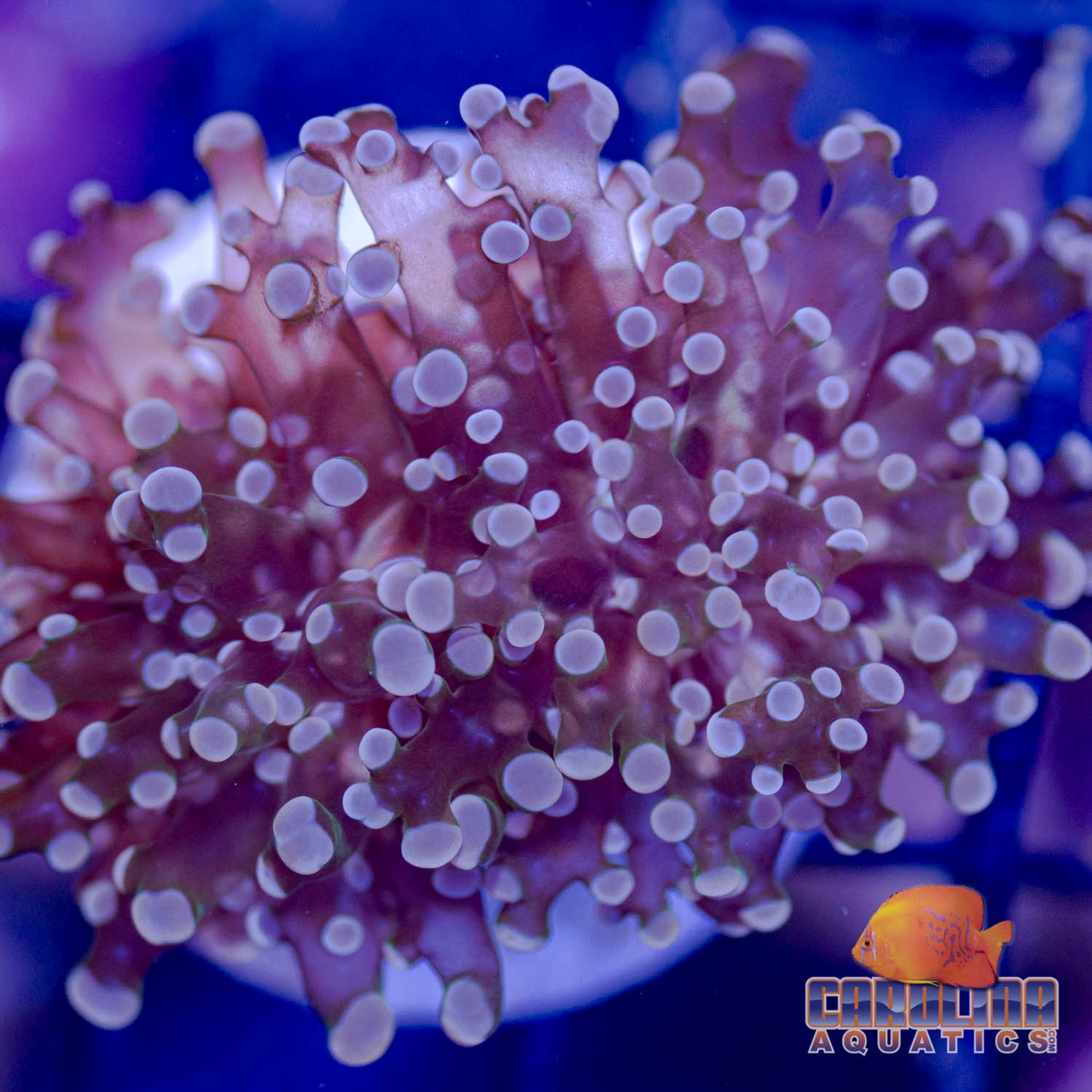 Frag - Frogspawn Orange