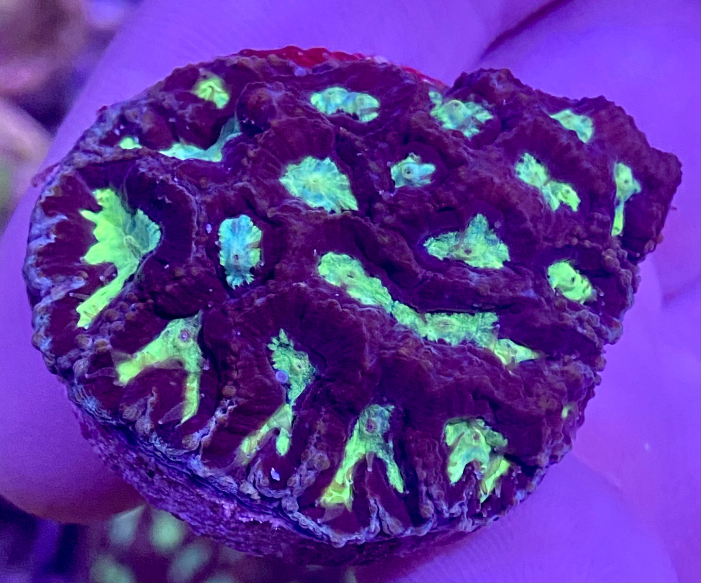 Frag - Einstein’s Brain Platygyra