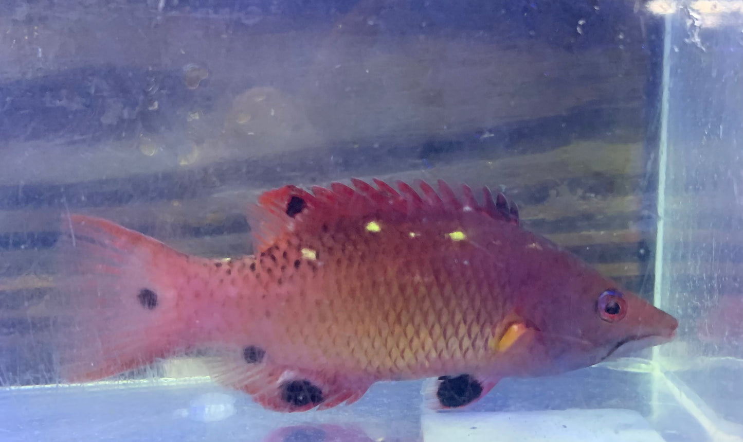 Hogfish - Diana's Adult Md