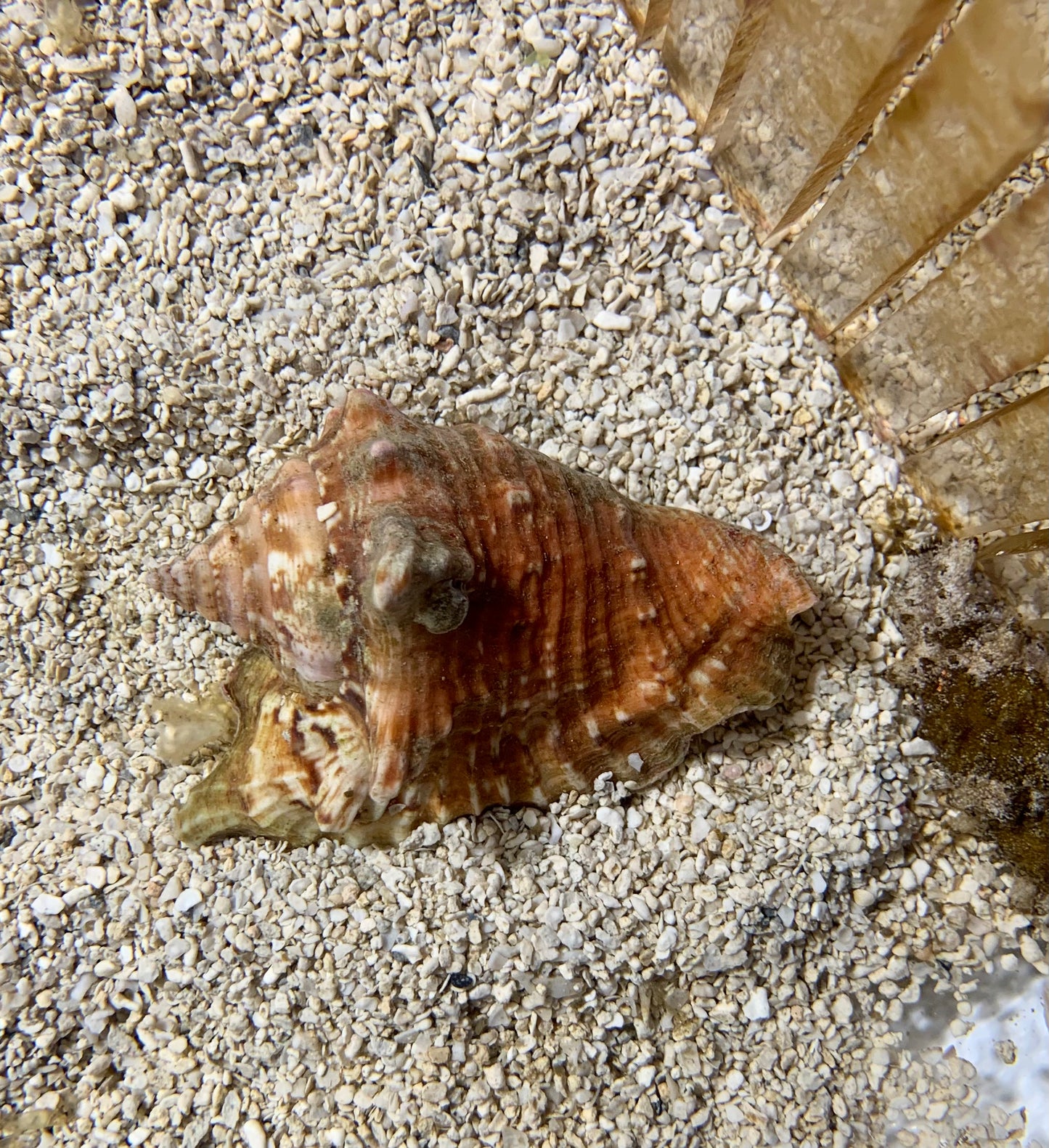 Conch - Milk