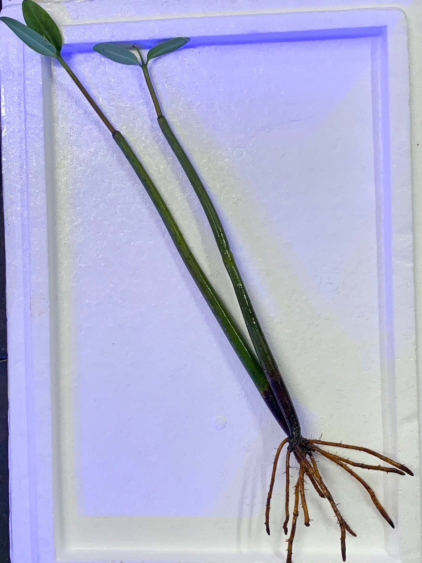 Red Mangrove 10-12in. With Leaves (Saltwater)