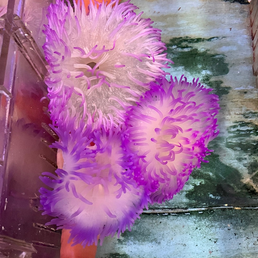 Anemone - Long Tentacle Purple