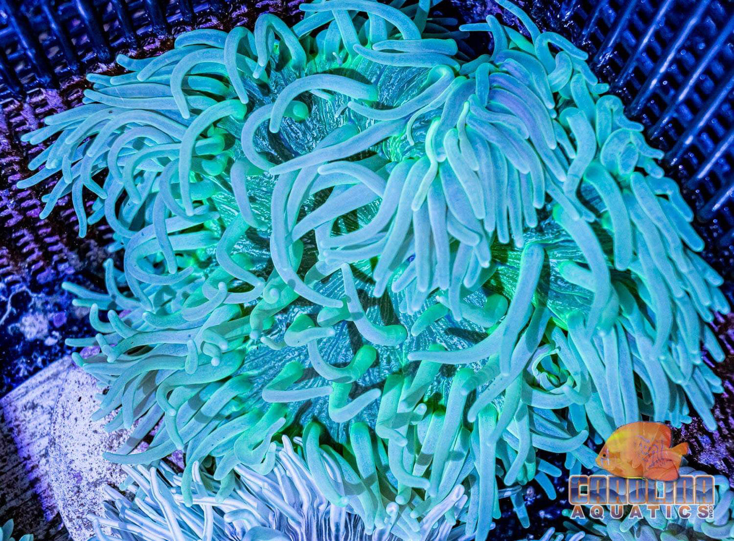 Anemone - Long Tentacle XL