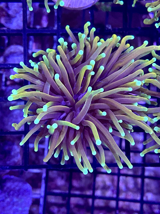 Frag- Torch Golden Sunset (per head)