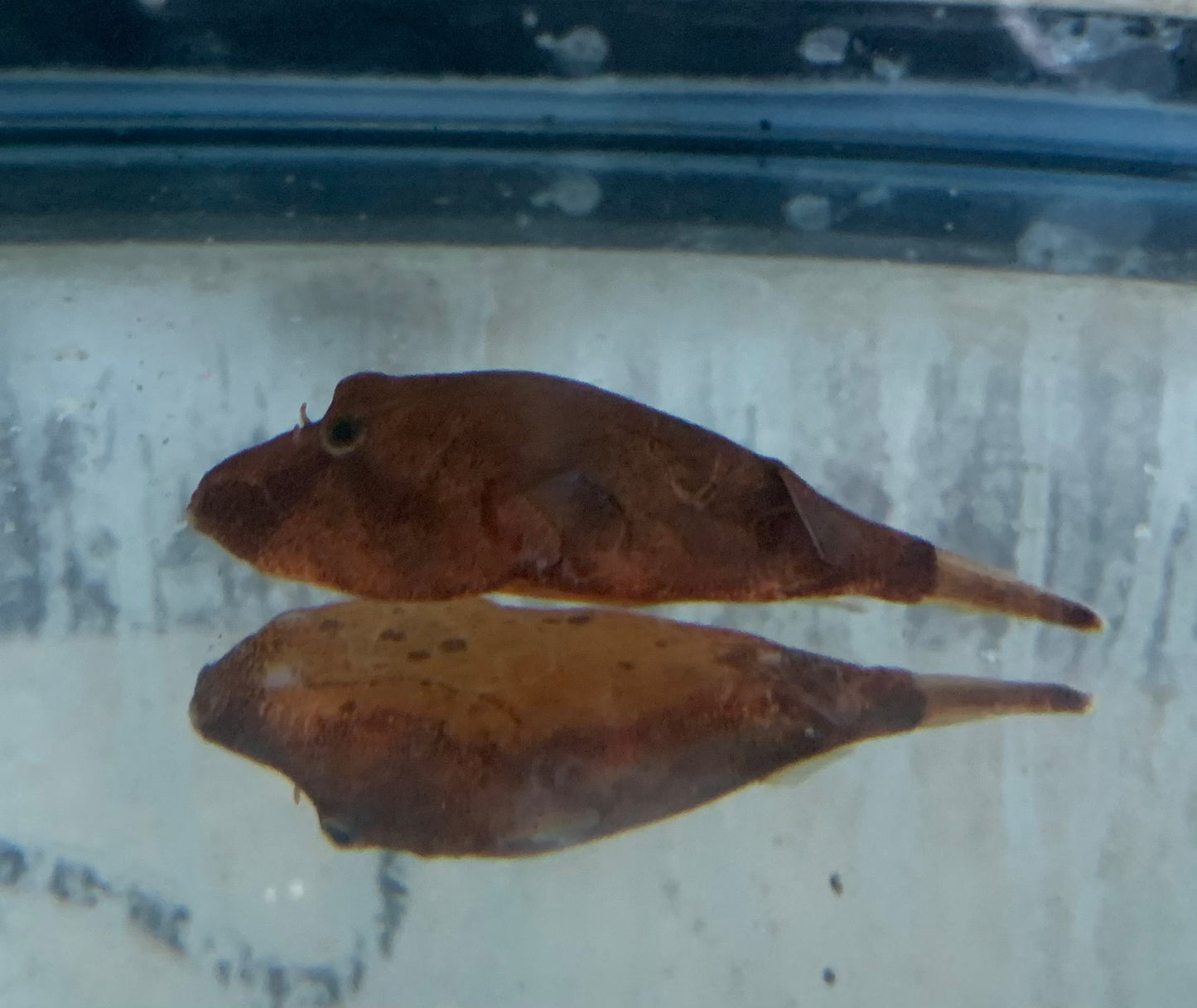 Misc - Puffer Congo Red Med