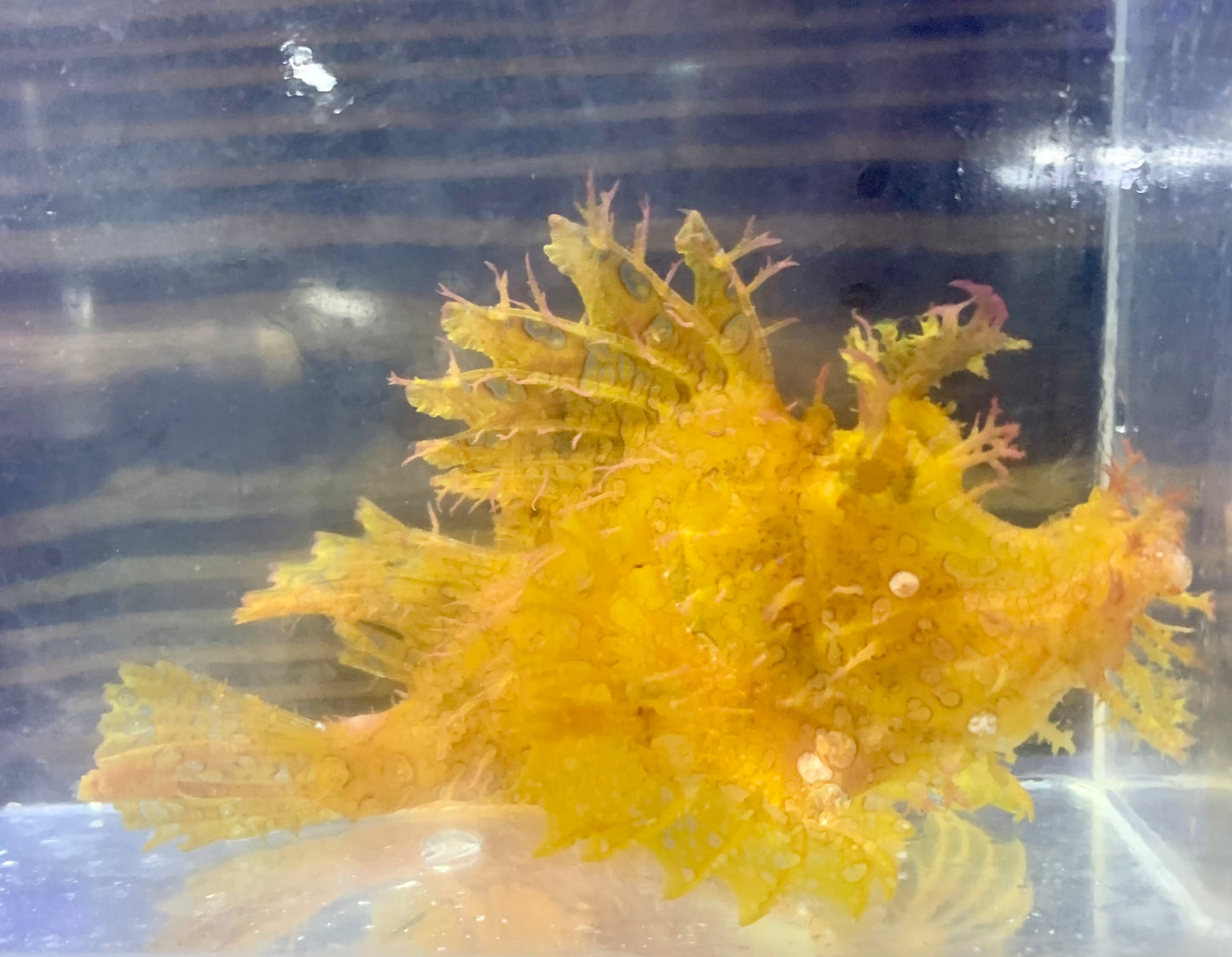 Scorpionfish - Goose
