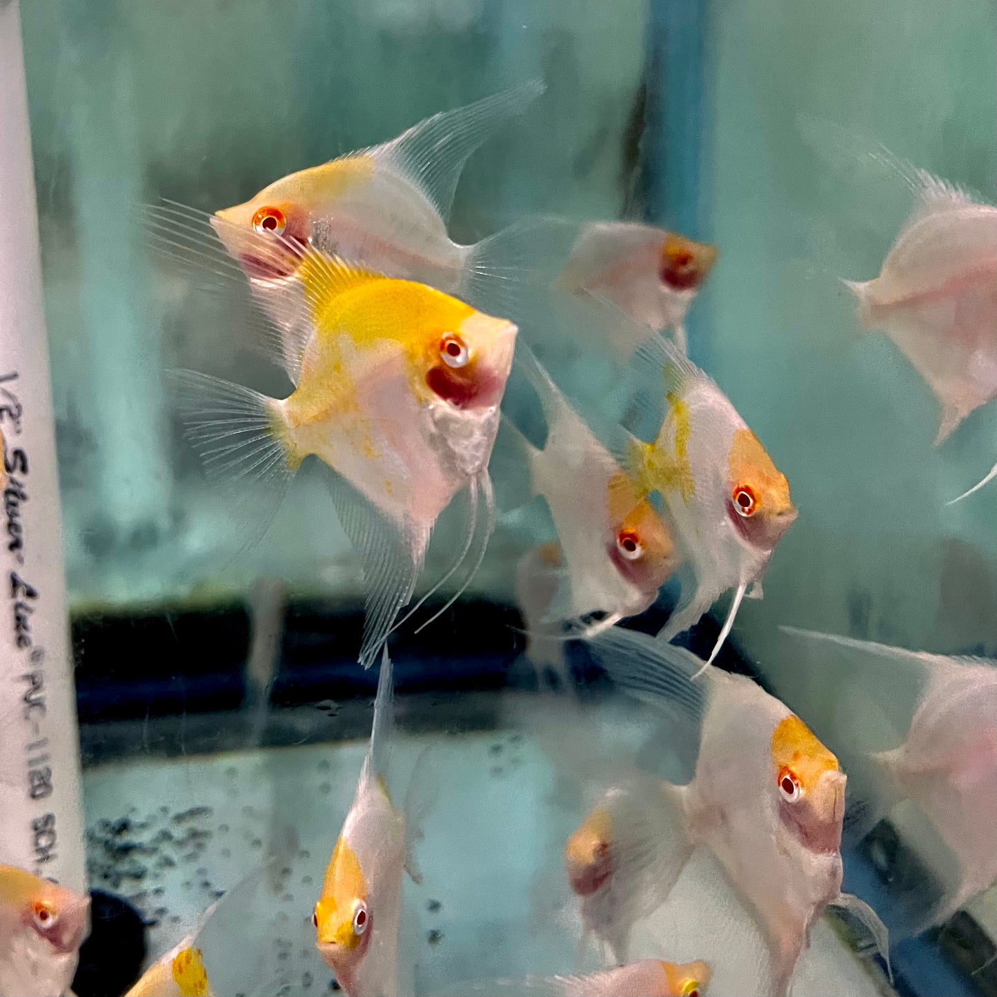 Angel - Blushing Albino