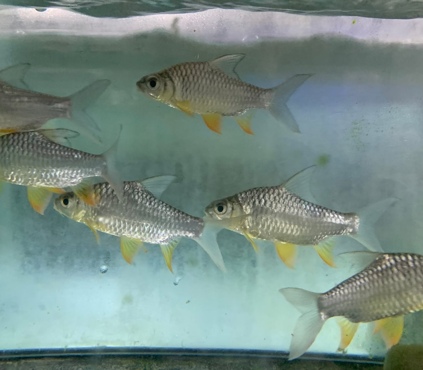 Barb - Lemon Fin 3.5-4in