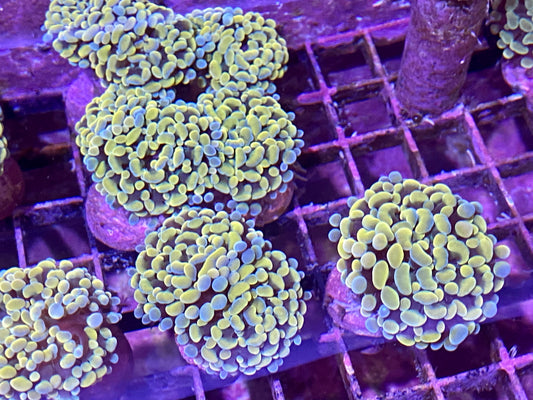 Frag - Hammer Molded Gold