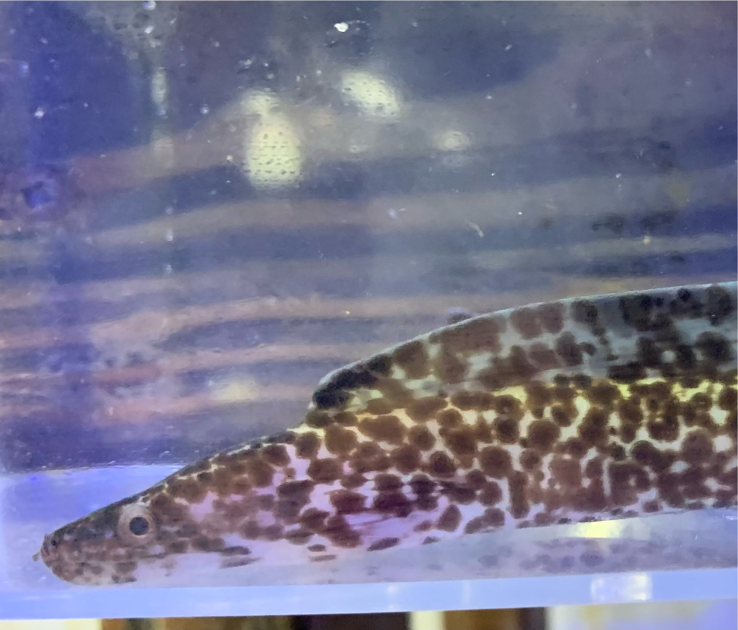 Eel - Moray Spotted XL