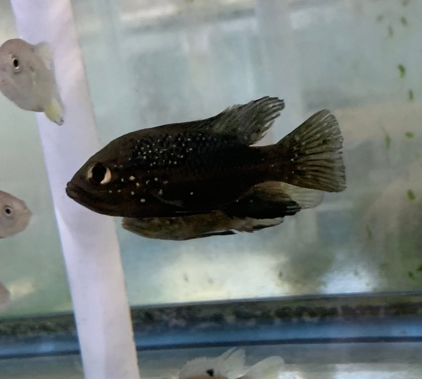 African - Polleni 1.5in