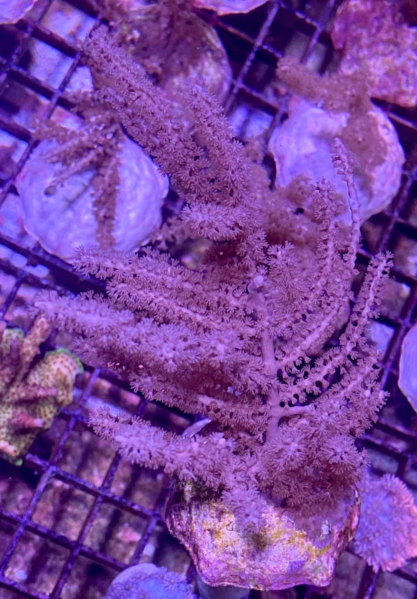 Frag - Gorgonian Purple Bush