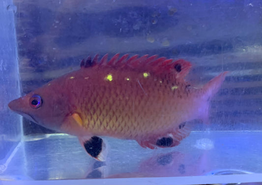 Hogfish - Diana's Adult Md