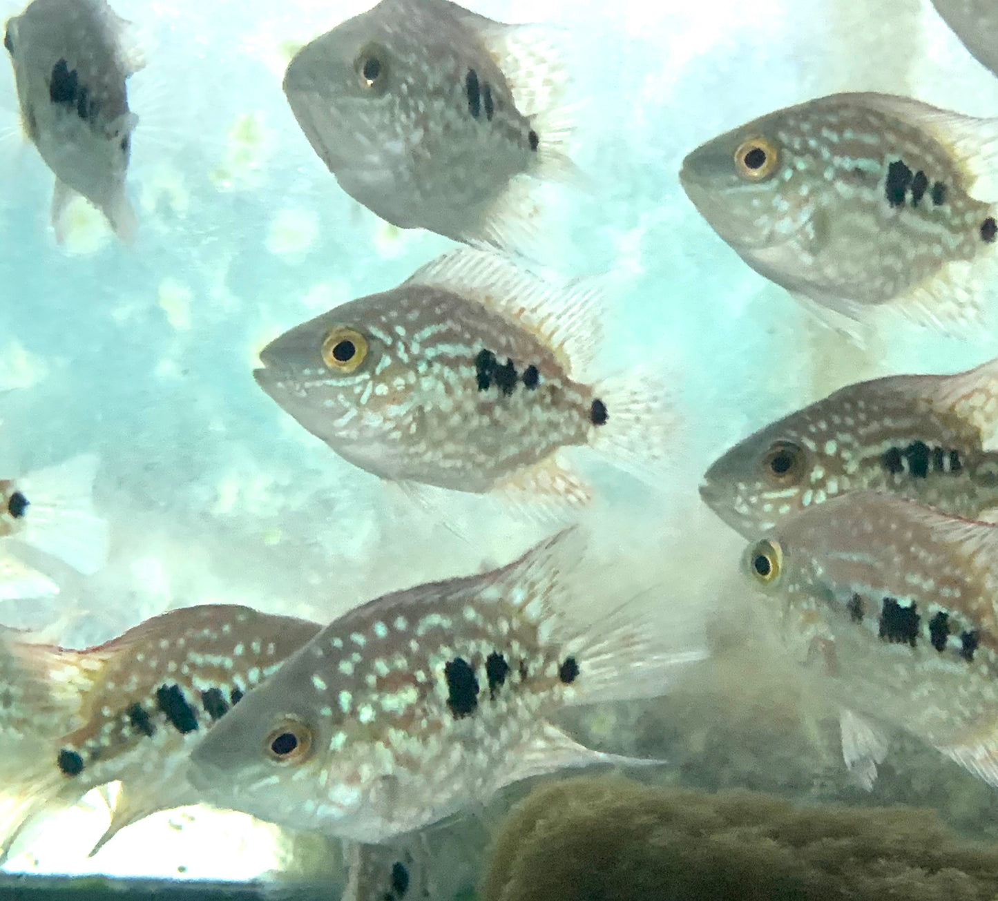 Cichlid - Texas Balloon Body 2-2.5in