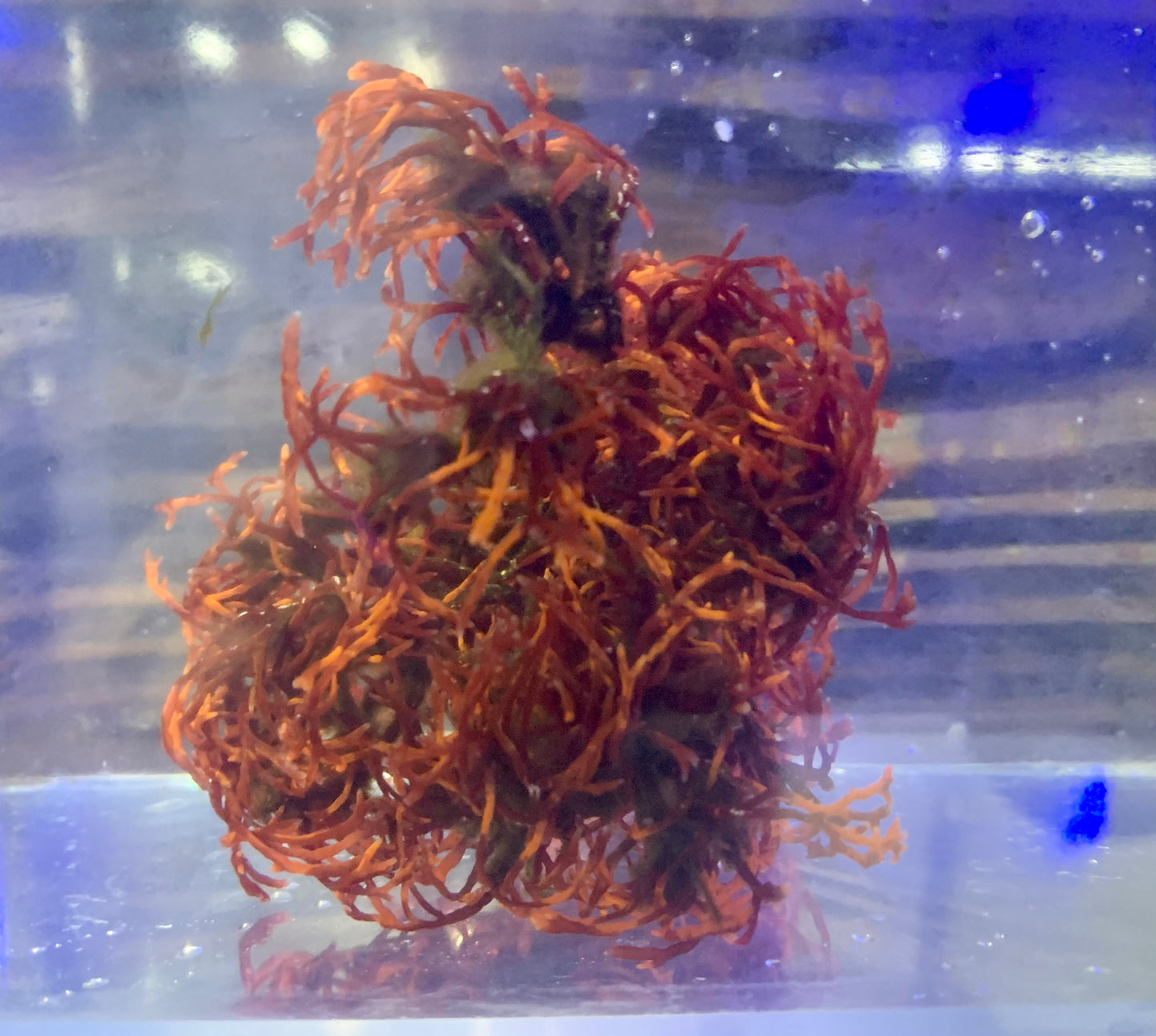 Algae - Dragons Breath