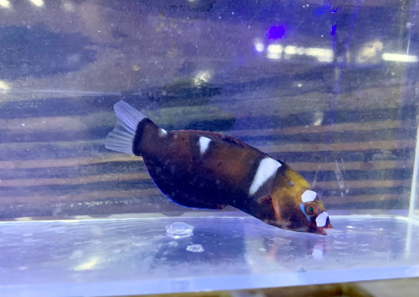 Wrasse - Coris Queen Changing