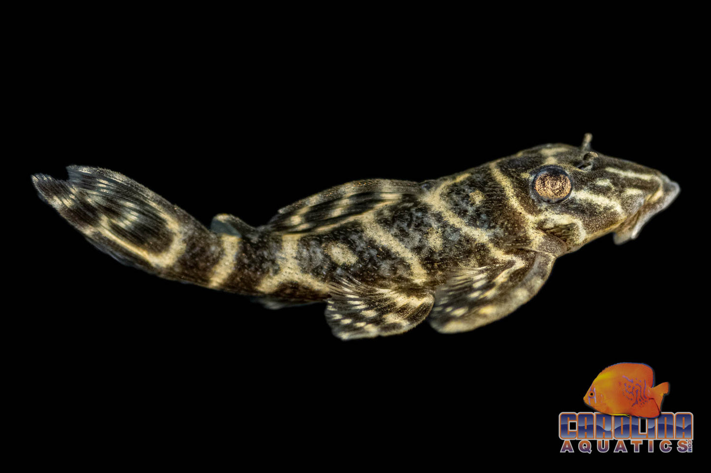 Pleco - Zebra Colombian L-129 Sml
