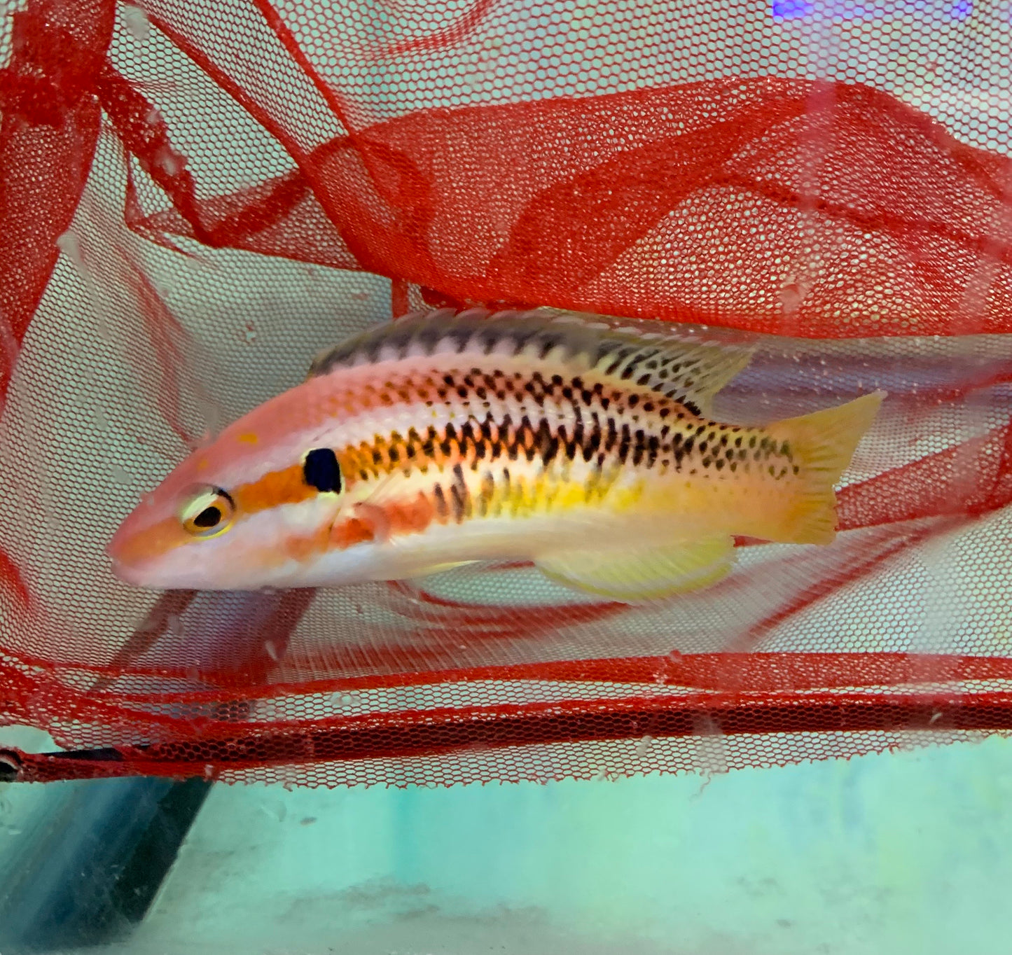 Hogfish - Masudai