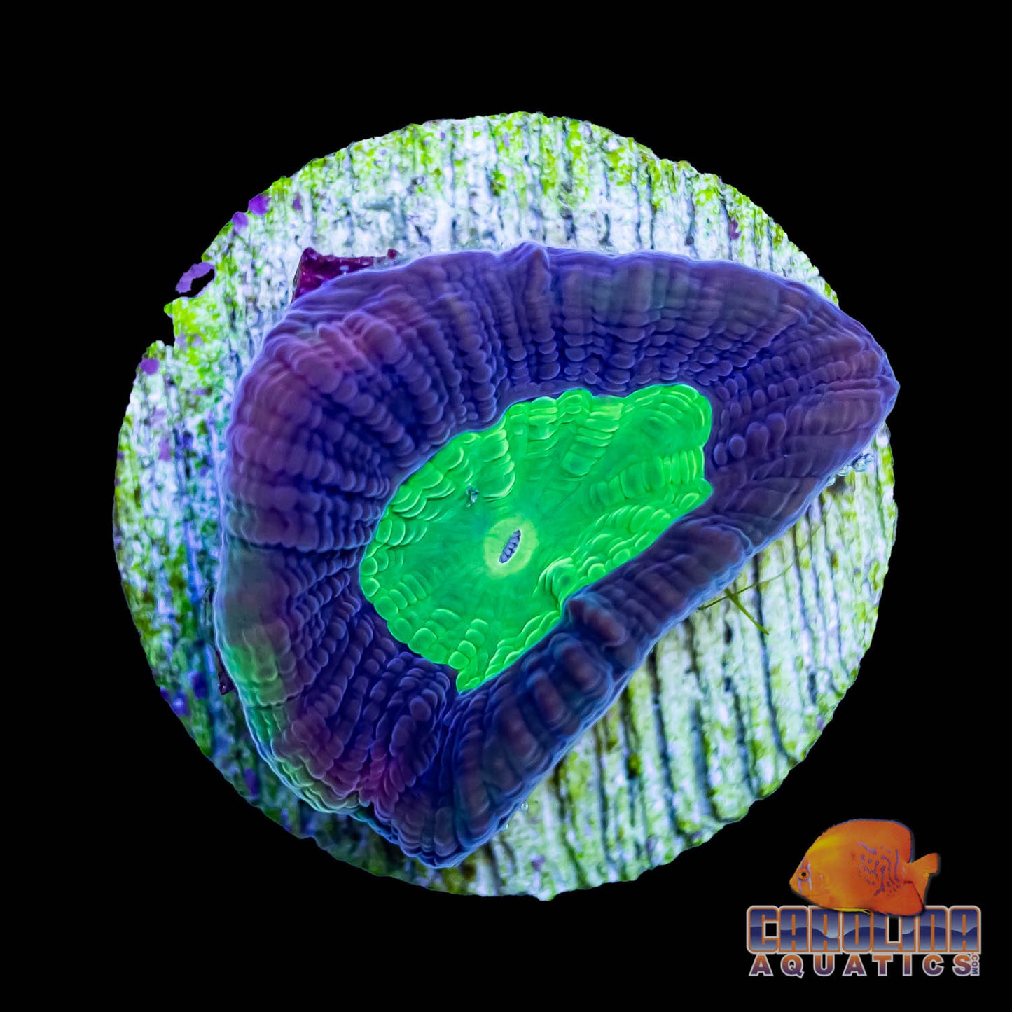 Frag - Favia Dragon Soul