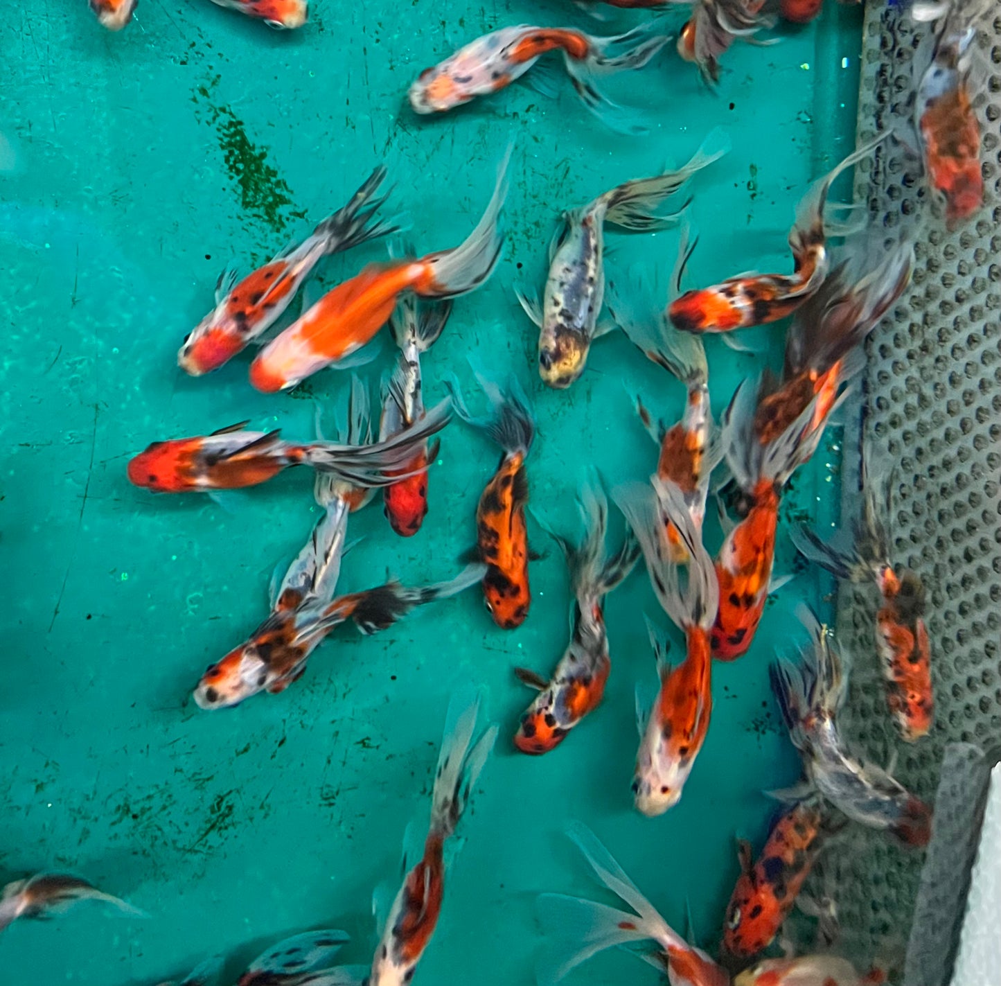 Goldfish - Fan Calico Imported