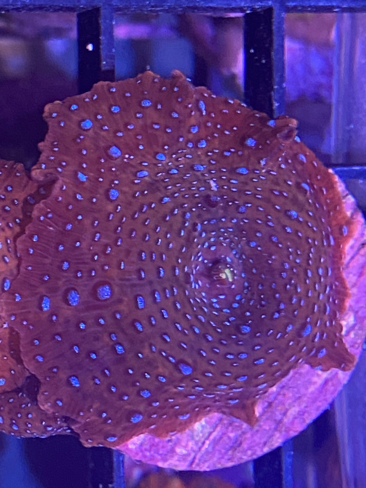 Frag - Classic Superman Mushroom