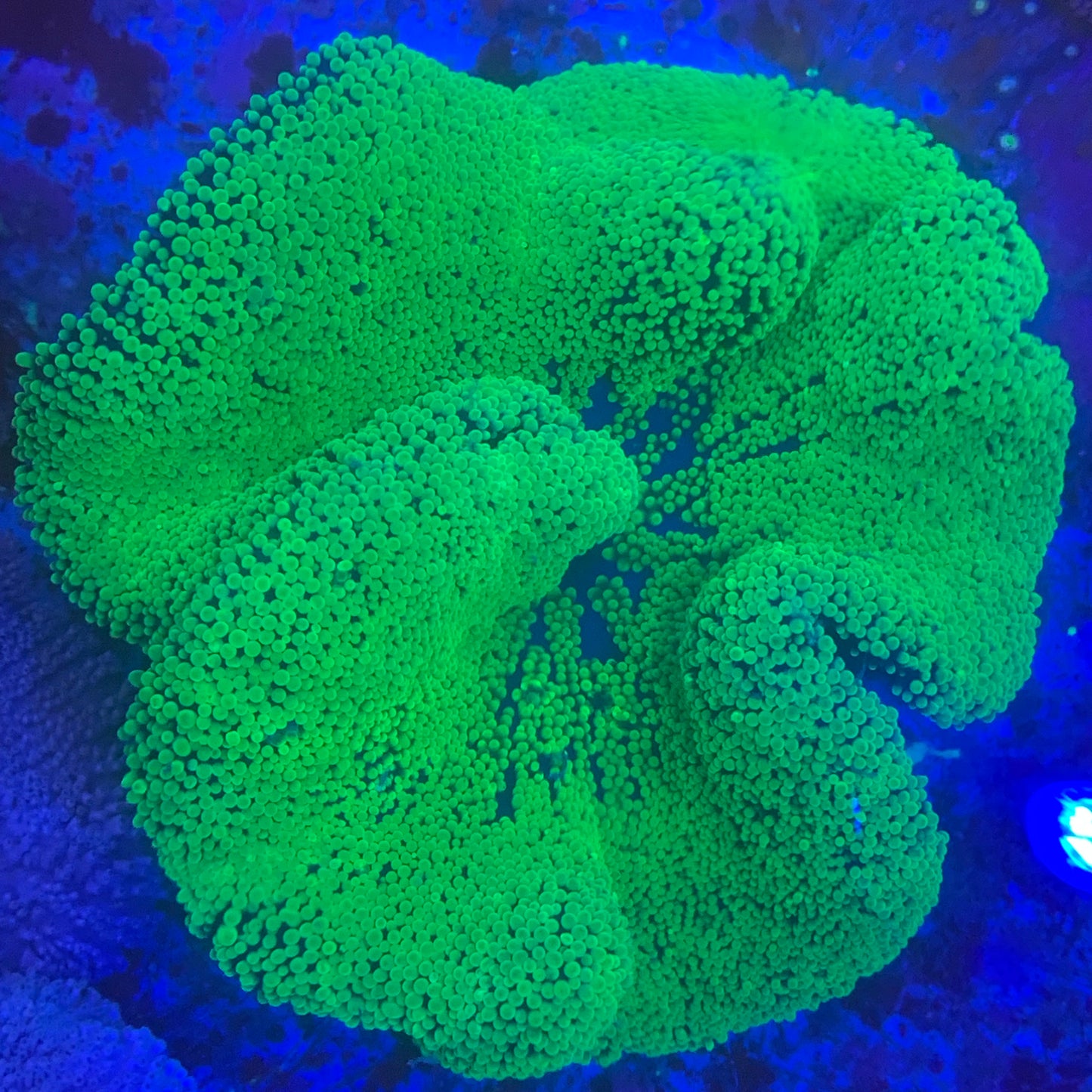 Anemone - Carpet Neon Green Sm/Md