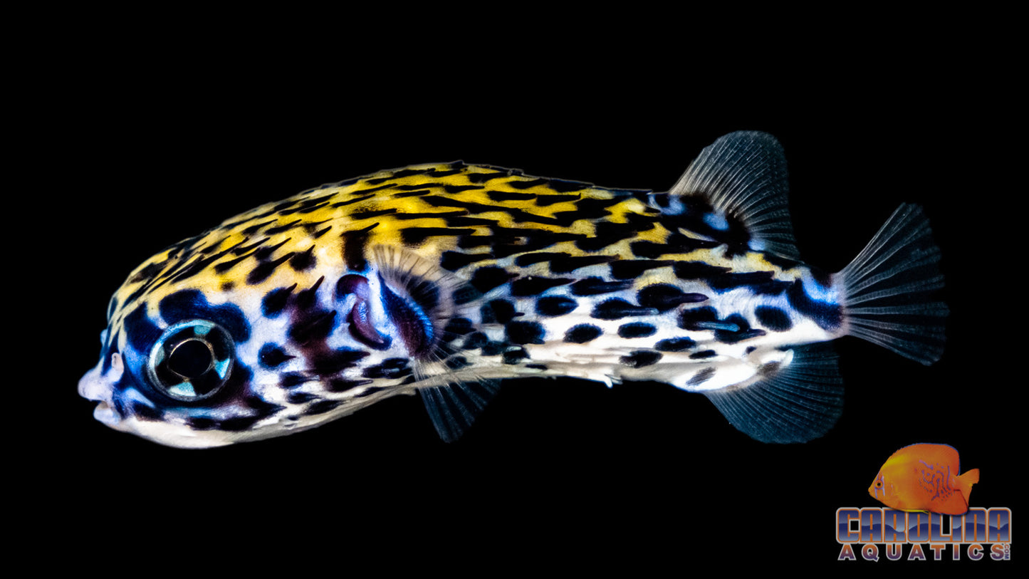 Puffer - Blue Pelagic Porcupine