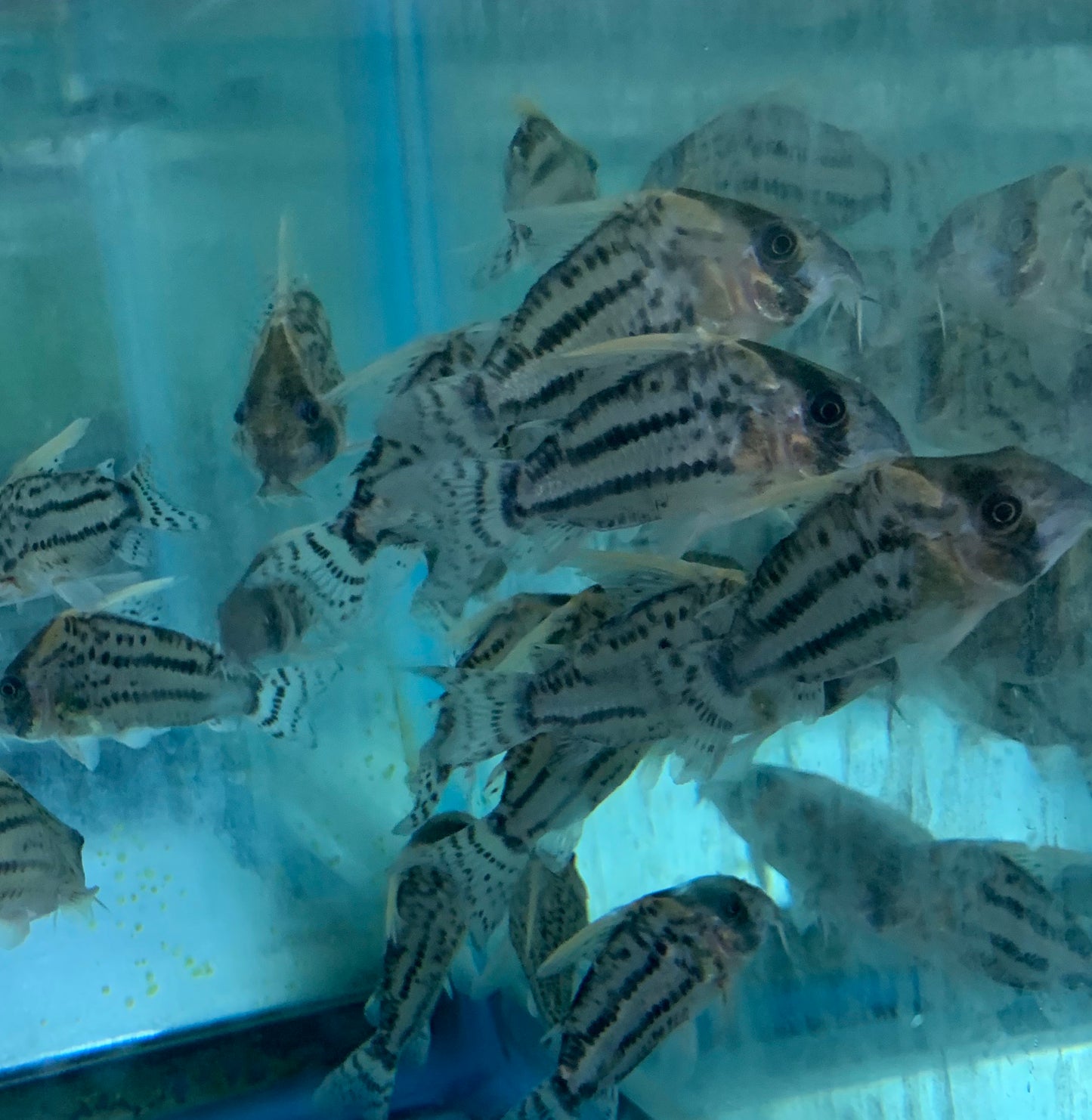 Cory - Super Schwartzi CW028 XL