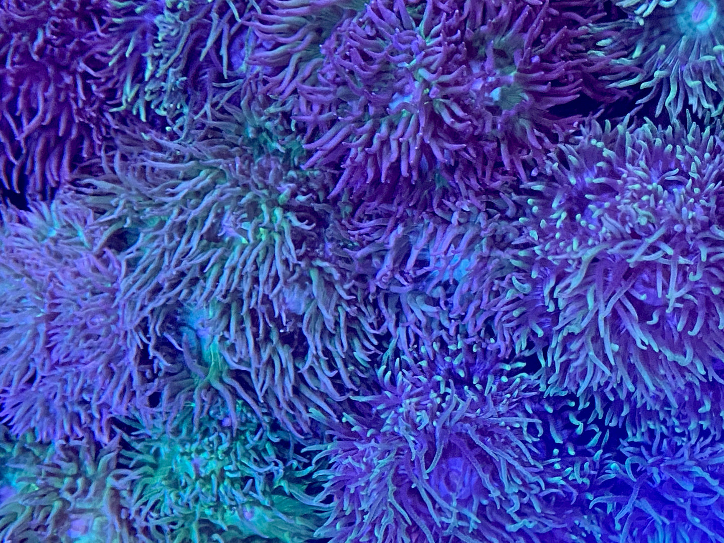Frag - Duncan Mini Colony