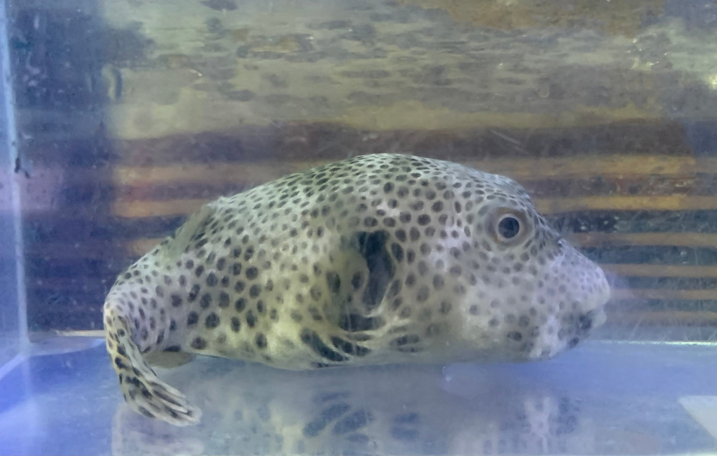 Puffer - Dogface Mappa