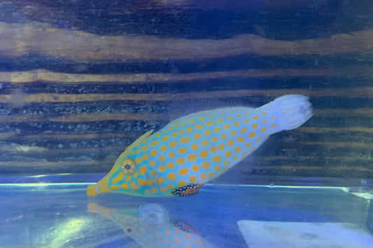 Filefish - Orange Spotted