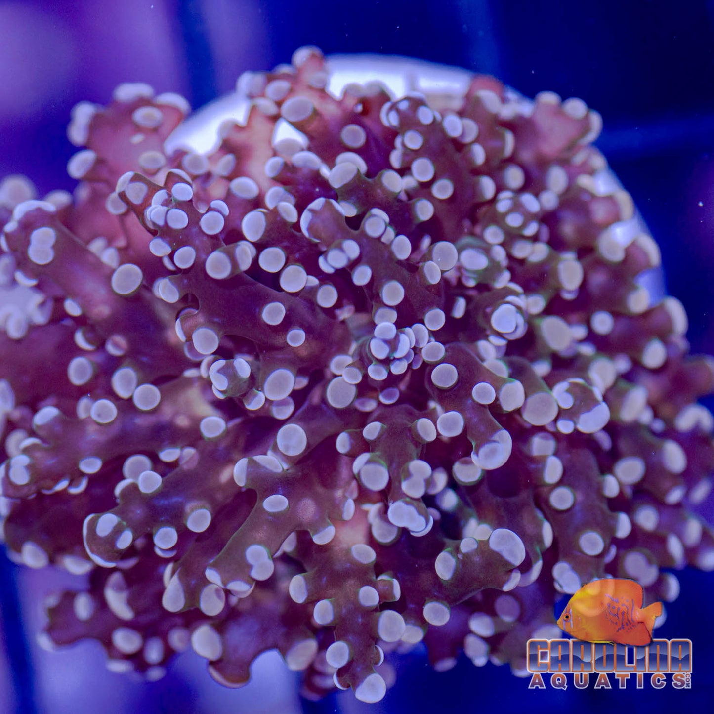 Frag - Frogspawn Orange