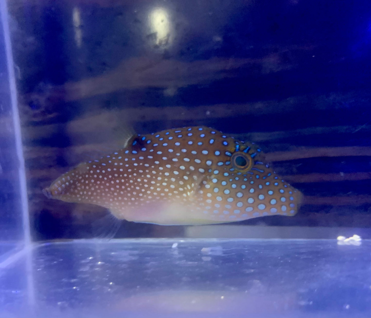 Puffer - Blue Spotted Sharpnose