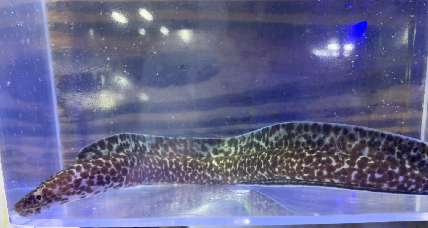 Eel - Moray Spotted XL