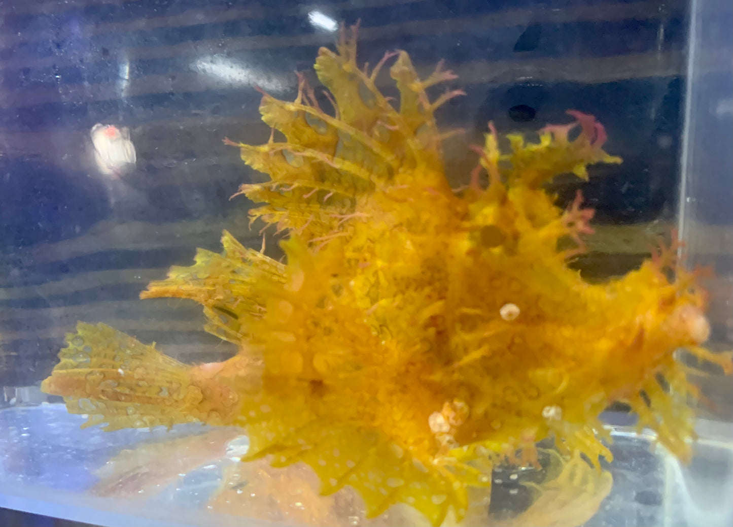 Scorpionfish - Goose