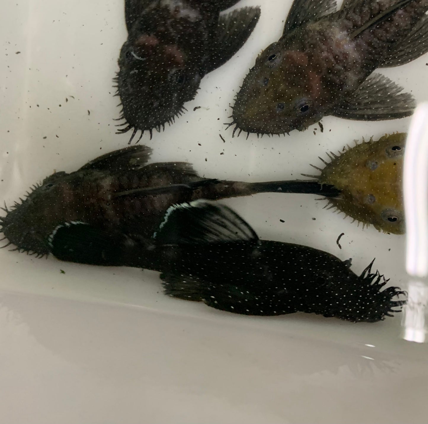 Pleco - Bushynose Whiteseam Starlight L-183 2-2.5in