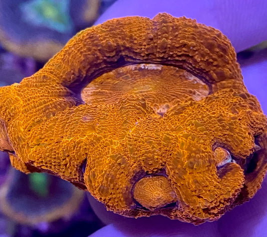 Frag - Hot Lips Bowerbanki