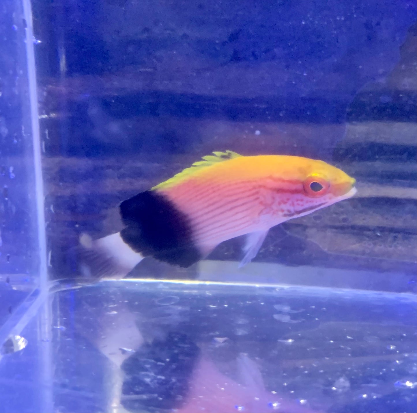 Hogfish - Saddleback