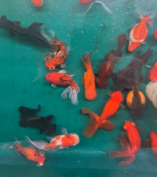 Goldfish - Mixed Fancy Imported